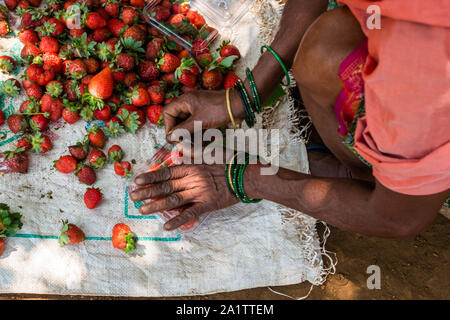 Bio-Erdbeeren werden sortiert und verpackt zum Verkauf auf einer Farm in Goa, Indien Stockfoto