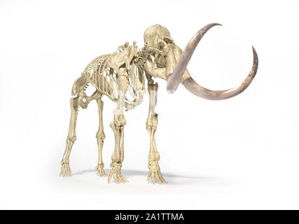 Woolly mammoth Skelett, realistische 3D-Darstellung, die aus der Perspektive vorne gesehen. Auf weissem Hintergrund und ließ Schatten. Stockfoto