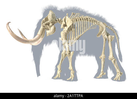 Woolly mammoth Skelett, realistische 3D-Illustration, gesehen von der Seite. Auf weißem Hintergrund mit Körper grau Silhouette. Stockfoto