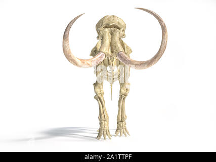 Woolly mammoth Skelett, realistische 3D-Illustration, gesehen von der Vorderseite. Auf weissem Hintergrund und ließ Schatten. Stockfoto