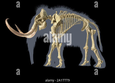 Woolly mammoth Skelett, realistische 3D-Illustration, gesehen von der Seite. Auf schwarzem Hintergrund mit Körper grau Silhouette. Stockfoto