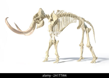 Woolly mammoth Skelett, realistische 3D-Illustration, gesehen von der Seite. Auf weissem Hintergrund und ließ Schatten. Stockfoto