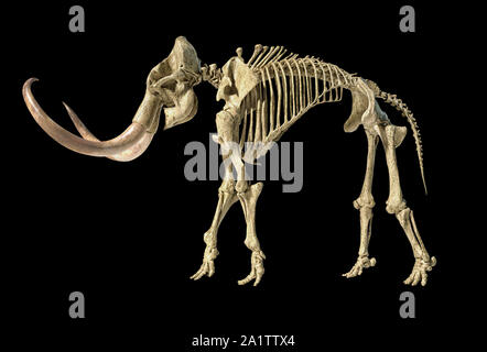 Woolly mammoth Skelett, realistische 3D-Illustration, gesehen von der Seite. Auf schwarzem Hintergrund. Stockfoto