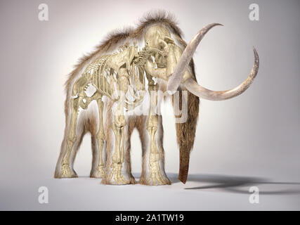 Woolly mammoth realistische 3D-Darstellung mit Skelett in Morph-effektes, aus frontaler Perspektive gesehen. Auf weissem Hintergrund und ließ Schatten. Stockfoto