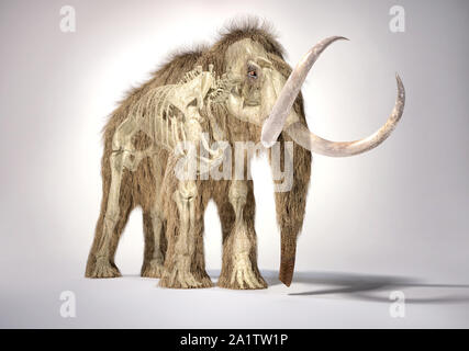 Woolly mammoth realistische 3D-Darstellung mit Skelett in Ghost Wirkung, gesehen aus der Perspektive vor. Auf weissem Hintergrund und ließ Schatten. Stockfoto