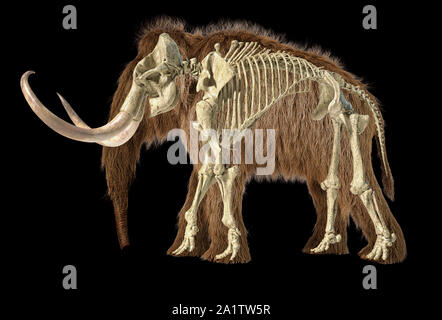 Woolly mammoth realistische 3D-Darstellung mit Skelett überlagert, von der Seite gesehen. Auf schwarzem Hintergrund. Stockfoto