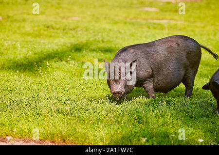 Vietnamese Pot bellied Pig auf dem Bauernhof. Stockfoto