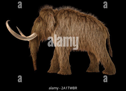 Woolly mammoth realistische 3D-Darstellung von einer Seite gesehen. Auf schwarzem Hintergrund. Stockfoto