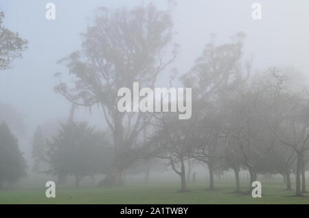 Winternebel fällt auf Cornwall Park, Auckland, Neuseeland Stockfoto