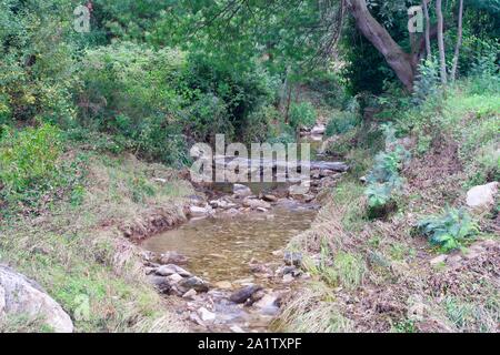In einem natürlichen Bach im Wald Stockfoto
