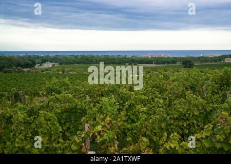 Weinberge und Marina unter eine interessante cloudscape Stockfoto