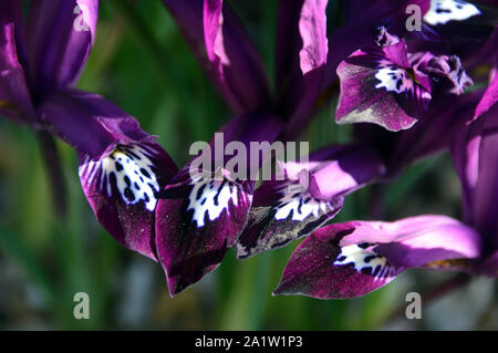 Purple Iris reticulata 'Pauline' Blumen im Alpine House an RHS Garden Harlow Carr, Harrogate, Yorkshire gewachsen. England, UK. Stockfoto