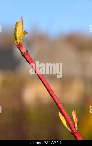 Die Cornus alba ibirica' (Rot bellte Hund Holz) Blütenknospen in einer Grenze wächst im RHS Garden Harlow Carr, Harrogate, Yorkshire. England, UK. Stockfoto