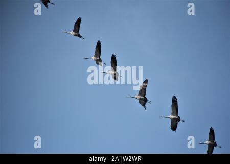 Migration Kraniche (Grus Grus) in verschoben Positionen im Himmel über Recklinghausen, Deutschland fliegen Stockfoto