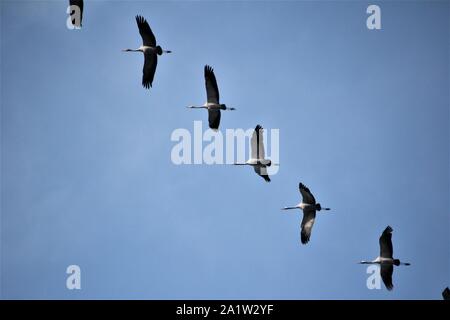 Migration Kraniche (Grus Grus) in verschoben Positionen im Himmel über Recklinghausen, Deutschland fliegen Stockfoto