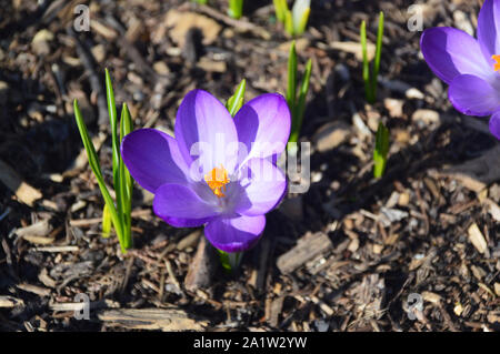 Lavendel/Blau Crocus 'Grand Maitre 'Blume wächst in einer Grenze an RHS Garden Harlow Carr, Harrogate, Yorkshire. England, UK. Stockfoto