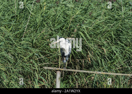 Graureiher (Ardea cinerea), stehend auf einem Pfosten Stockfoto