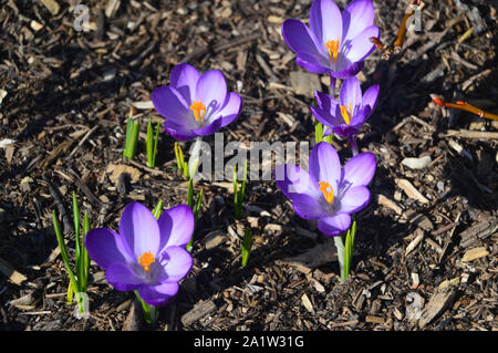 Lavendel/Blau Crocus 'Grand Maitre" Blumen in einer Grenze wächst im RHS Garden Harlow Carr, Harrogate, Yorkshire. England, UK. Stockfoto