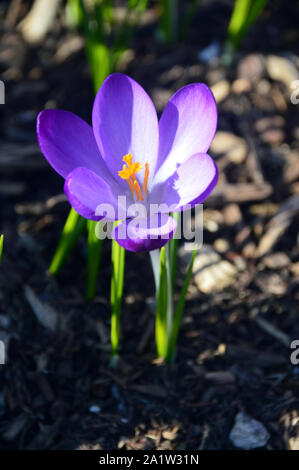 Lavendel/Blau Crocus 'Grand Maitre 'Blume wächst in einer Grenze an RHS Garden Harlow Carr, Harrogate, Yorkshire. England, UK. Stockfoto