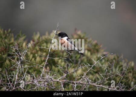 Männliches Schwarzkehlchen (Saxicola torquata) bei Boca do Rio, Algarve, Portugal Stockfoto