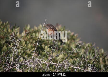 Schwarzkehlchen (Saxicola torquata) bei Boca do Rio, Algarve, Portugal Stockfoto