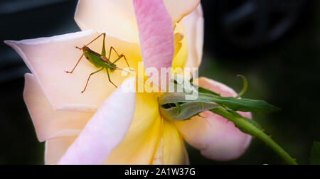 Eine grüne Heuschrecke auf eine rose flower Head-up schließen Stockfoto