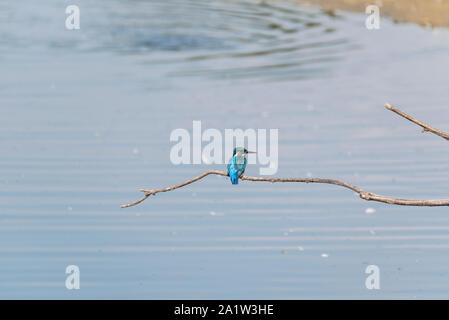 Juvenile thront der Eisvogel (Alcedo atthis) Stockfoto