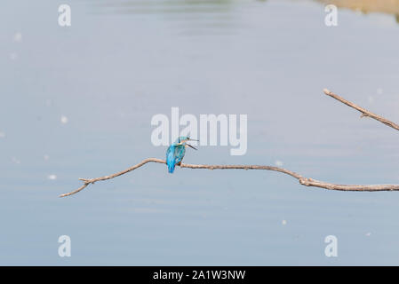 Gähnen juvenile thront der Eisvogel (Alcedo atthis) Stockfoto