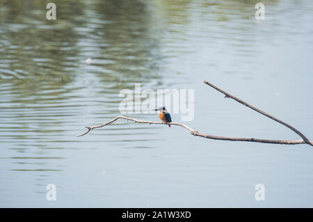 Juvenile thront der Eisvogel (Alcedo atthis) Stockfoto