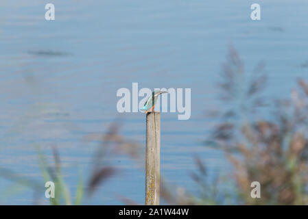 Juvenile thront der Eisvogel (Alcedo atthis) Stockfoto