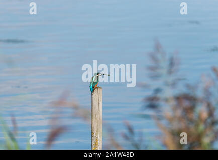 Juvenile thront der Eisvogel (Alcedo atthis) Stockfoto