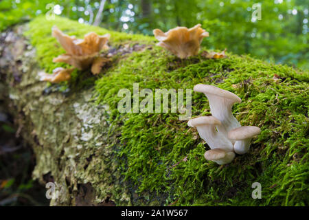 Einige Pilze auf einem morschen Baumstamm Stockfoto