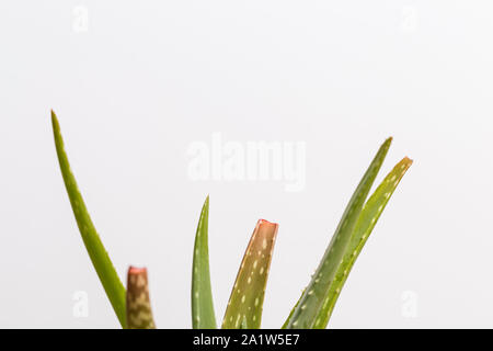 Grün Aloe Vera Pflanze isoliert auf weißem Hintergrund Stockfoto