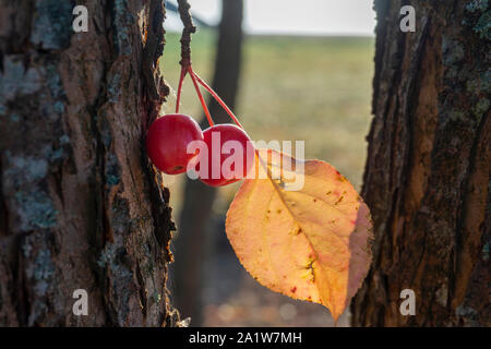 Reife Rote Krabben Äpfel hängen von einem Baum im Herbst mit dem gelben Blatt Gegenlicht der Sonne in der Nähe zu sehen, konzeptionelle der Jahreszeiten Stockfoto