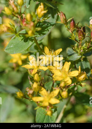 Leuchtend gelbe Blüten von Square-Stalked Johanniskraut/Hypericum tetrapterum = H. quadratum (Sept.) in den feuchten Boden wächst. Zusätzliche Hinweise. Stockfoto