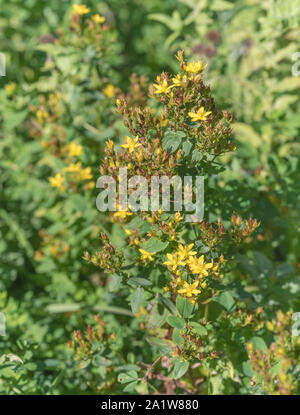 Leuchtend gelbe Blüten von Square-Stalked Johanniskraut/Hypericum tetrapterum = H. quadratum (Sept.) in den feuchten Boden wächst. Zusätzliche Hinweise. Stockfoto