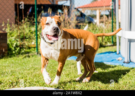 American Staffordshire Terrier Amstaff Hund spielen in einem Garten Stockfoto