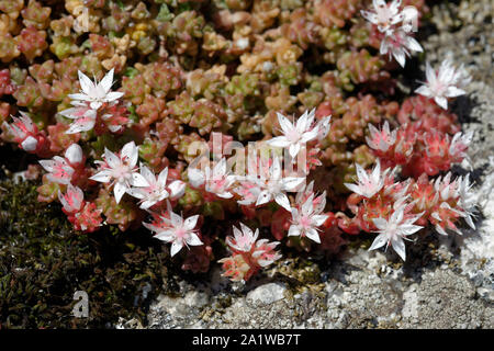 Englisch Mauerpfeffer - Sedum anglicum Moor & Küsten Blume Stockfoto