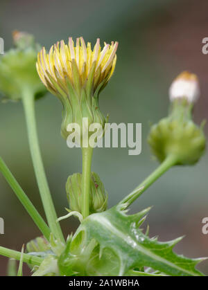 Prickelndes oder grobe Leistungsbeschreibung - Thistle - Sonchus asper Blume Stockfoto