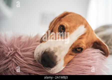 Beagle Hund schläft auf dem Sofa zuhause Kopf Nahaufnahme Stockfoto