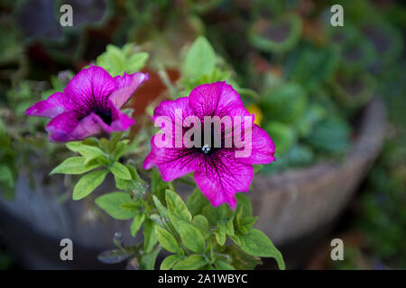 Violett Petunie in einem Garten Container im August, England, Vereinigtes Königreich Stockfoto