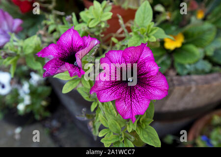 Violett Petunie in einem Garten Container im August, England, Vereinigtes Königreich Stockfoto