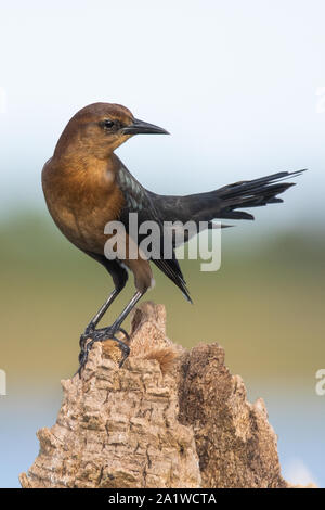 Ein Boot-tailed grackle gehockt Stockfoto