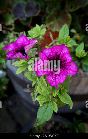 Violett Petunie in einem Garten Container im August, England, Vereinigtes Königreich Stockfoto