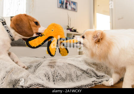 Hunde Beagle und spitz klein Kampf über einen gelben Octopus Spielzeug innen Spaß Stockfoto