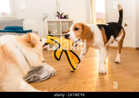 Hunde Beagle und spitz klein Kampf über einen gelben Octopus Spielzeug innen Spaß Stockfoto