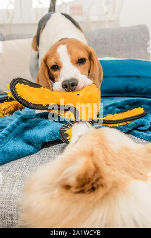 Hunde Beagle und spitz klein Kampf über einen gelben Octopus Spielzeug innen Spaß Stockfoto