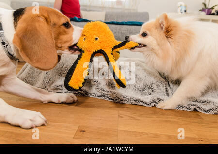 Hunde Beagle und spitz klein Kampf über einen gelben Octopus Spielzeug innen Spaß Stockfoto