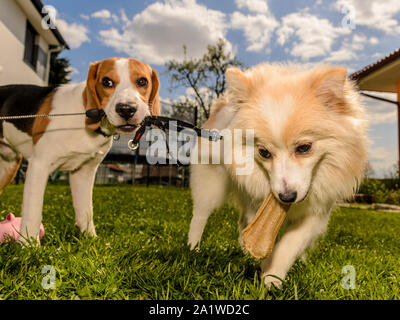 Hund beagle ziehen wrestling Deutsche Spitze pomeranian mit einem Knochen behandeln in einem Garten sonnigen Tag Stockfoto