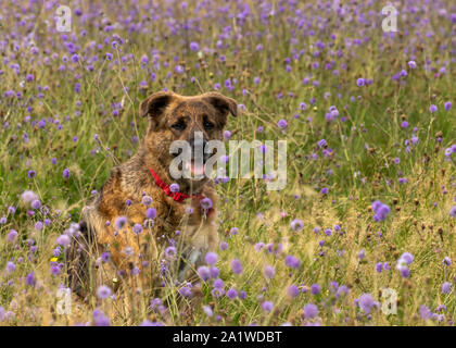 Hund in einem Patch von Wildblumen an einem Sommertag sitzen Stockfoto